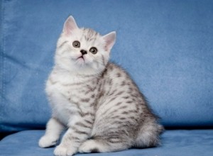 Серебристый пятнистый табби окрас британских кошек: фото галерея, стандарт породы, виды окрасов. Серебристые пятнистые табби британские кошки, коты, котята. Британцы серебристые пятнистые табби. 